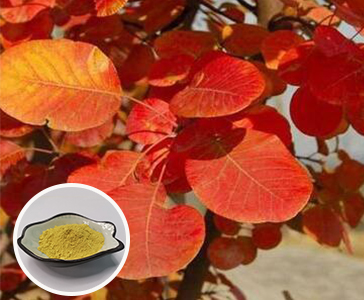 【新品上市】西安PA旗舰厅官网生物新品官宣—漆黄素重磅上市！